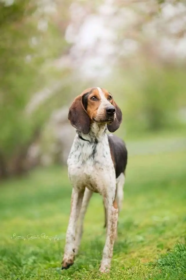 Treeing Walker Coonhound Puppies for Adoption