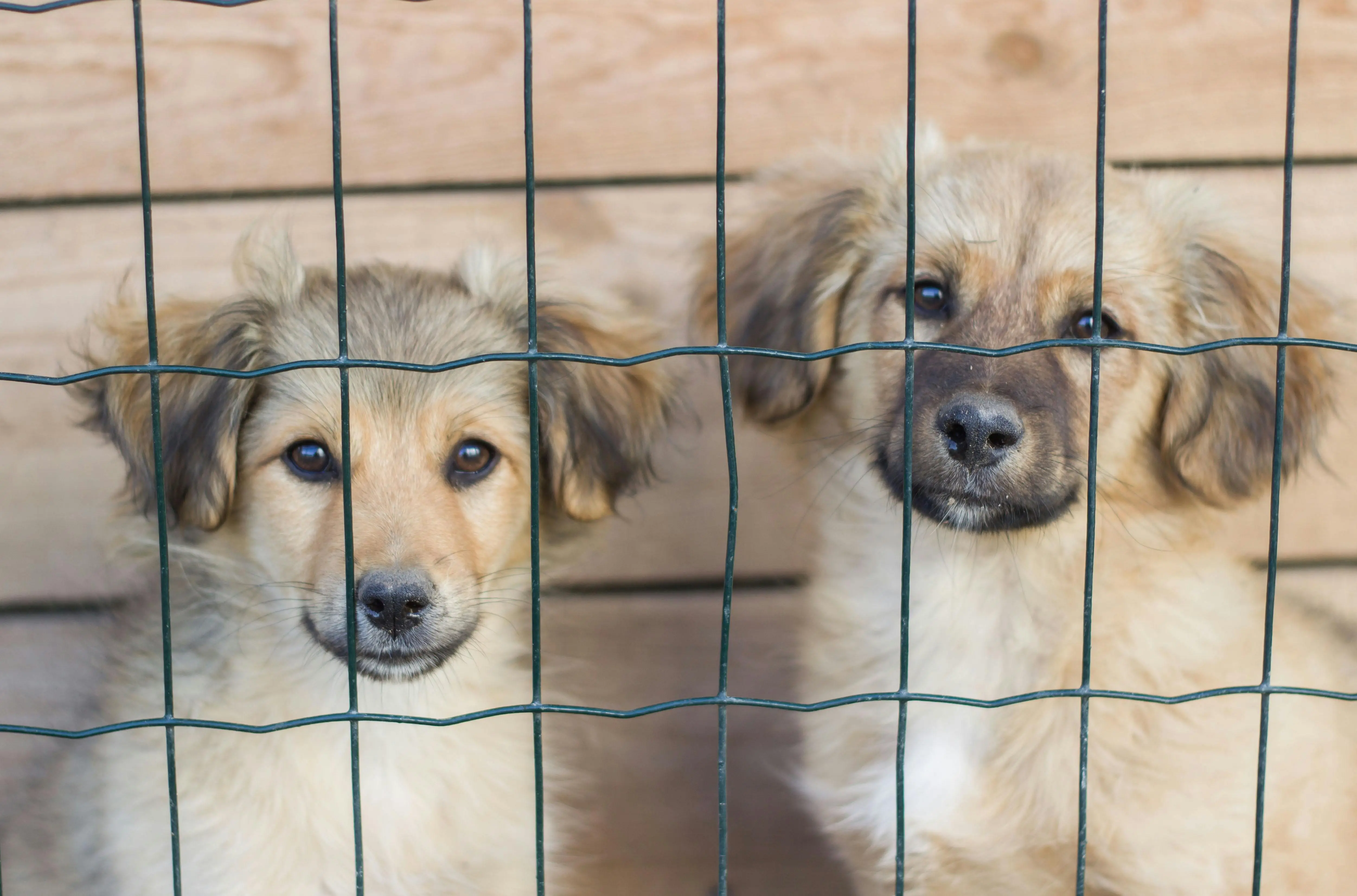 Treeing Walker Coonhound Puppies for Adoption