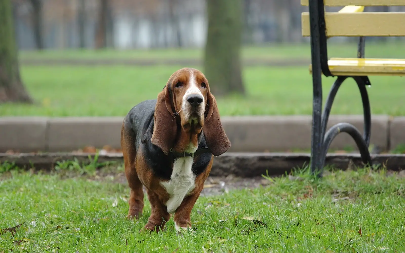 Fred the Basset Hound An Icon in Smokey and the Bandit