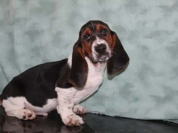 The Enigma of Basset Hound Puppies Black and White Coats