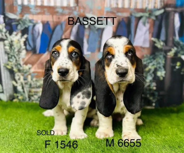 The Enigma of Basset Hound Puppies Black and White Coats