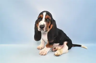 The Enigma of Basset Hound Puppies Black and White Coats