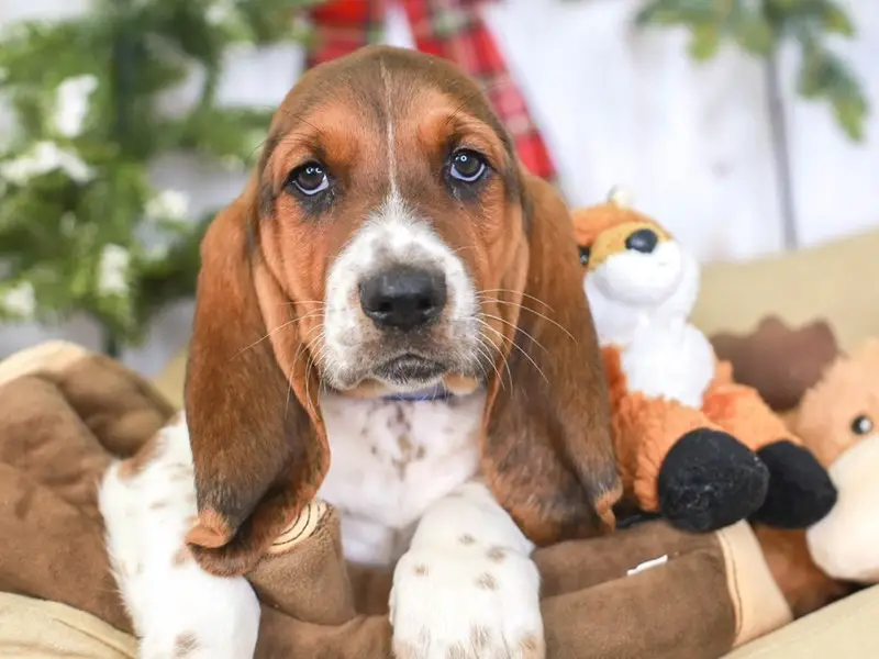 The Enigma of Basset Hound Puppies Black and White Coats