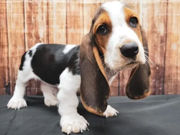 The Enigma of Basset Hound Puppies Black and White Coats