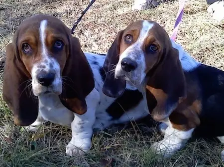 The Enigma of Basset Hound Puppies Black and White Coats