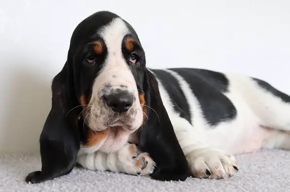 The Enigma of Basset Hound Puppies Black and White Coats