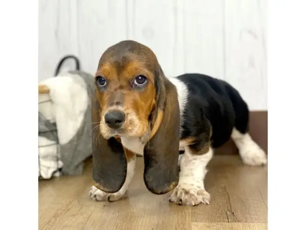 The Enigma of Basset Hound Puppies Black and White Coats