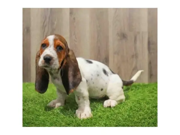 The Enigma of Basset Hound Puppies Black and White Coats