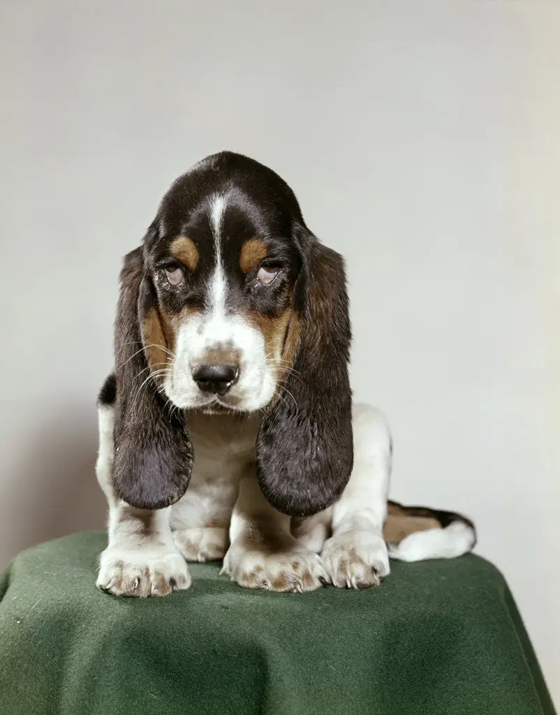 The Adorable World of Brown and White Basset Hound Puppies