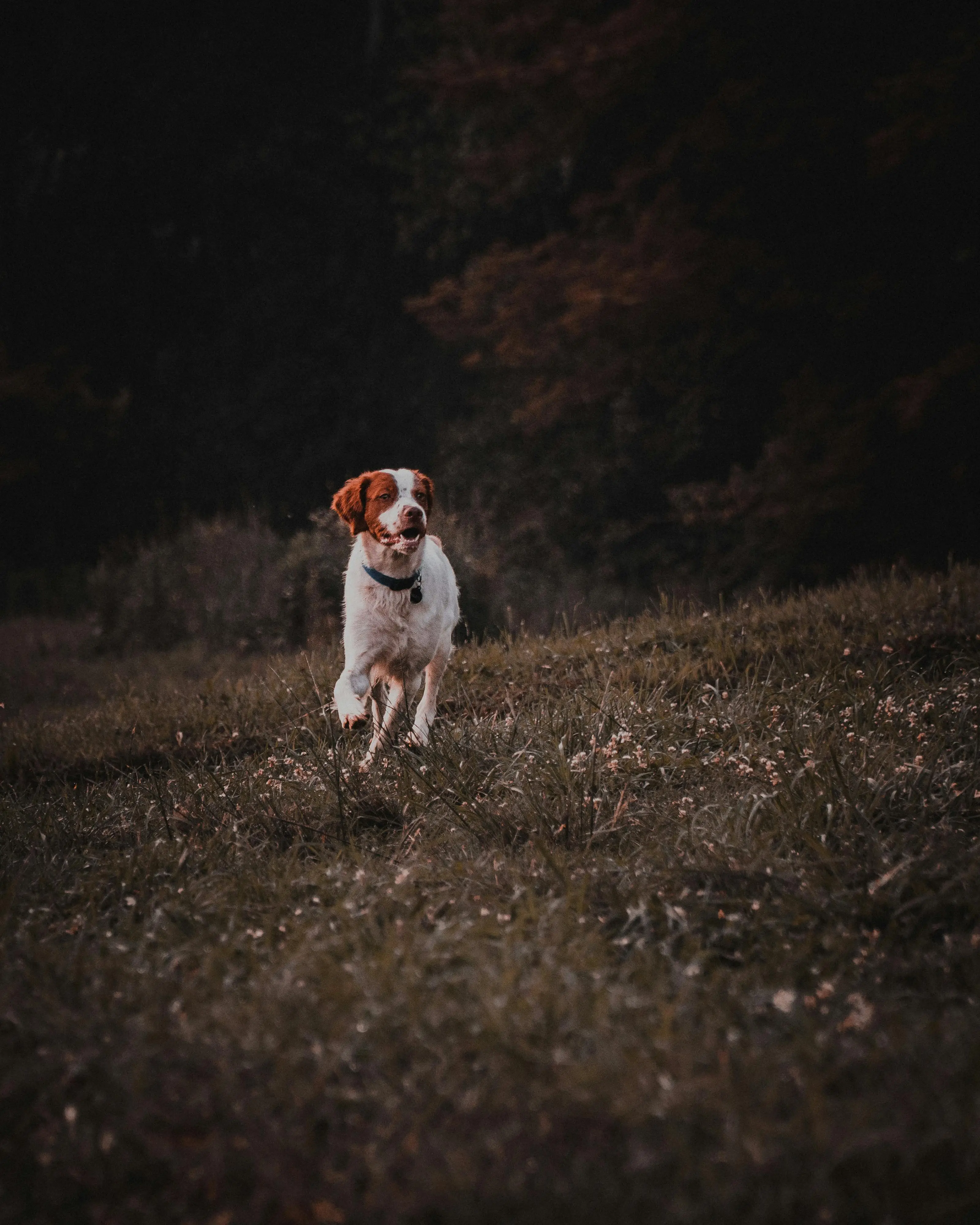 The Adorable World of Brown and White Basset Hound Puppies