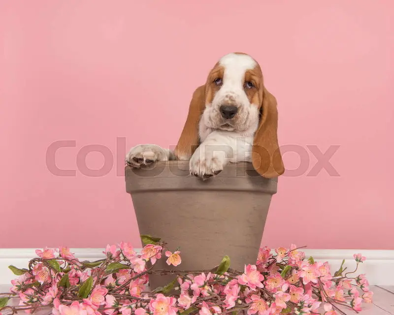The Adorable World of Brown and White Basset Hound Puppies