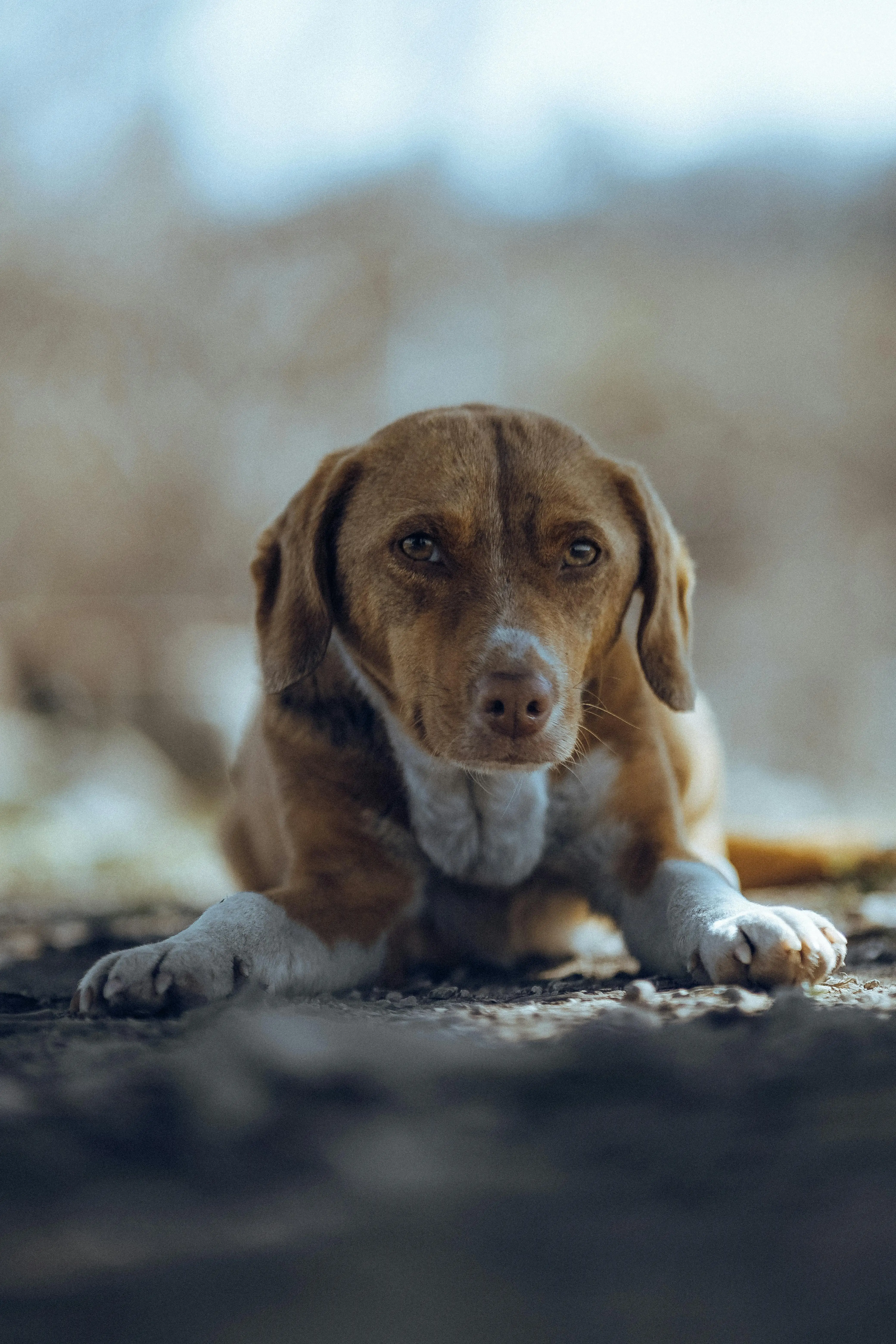 The Adorable World of Brown and White Basset Hound Puppies