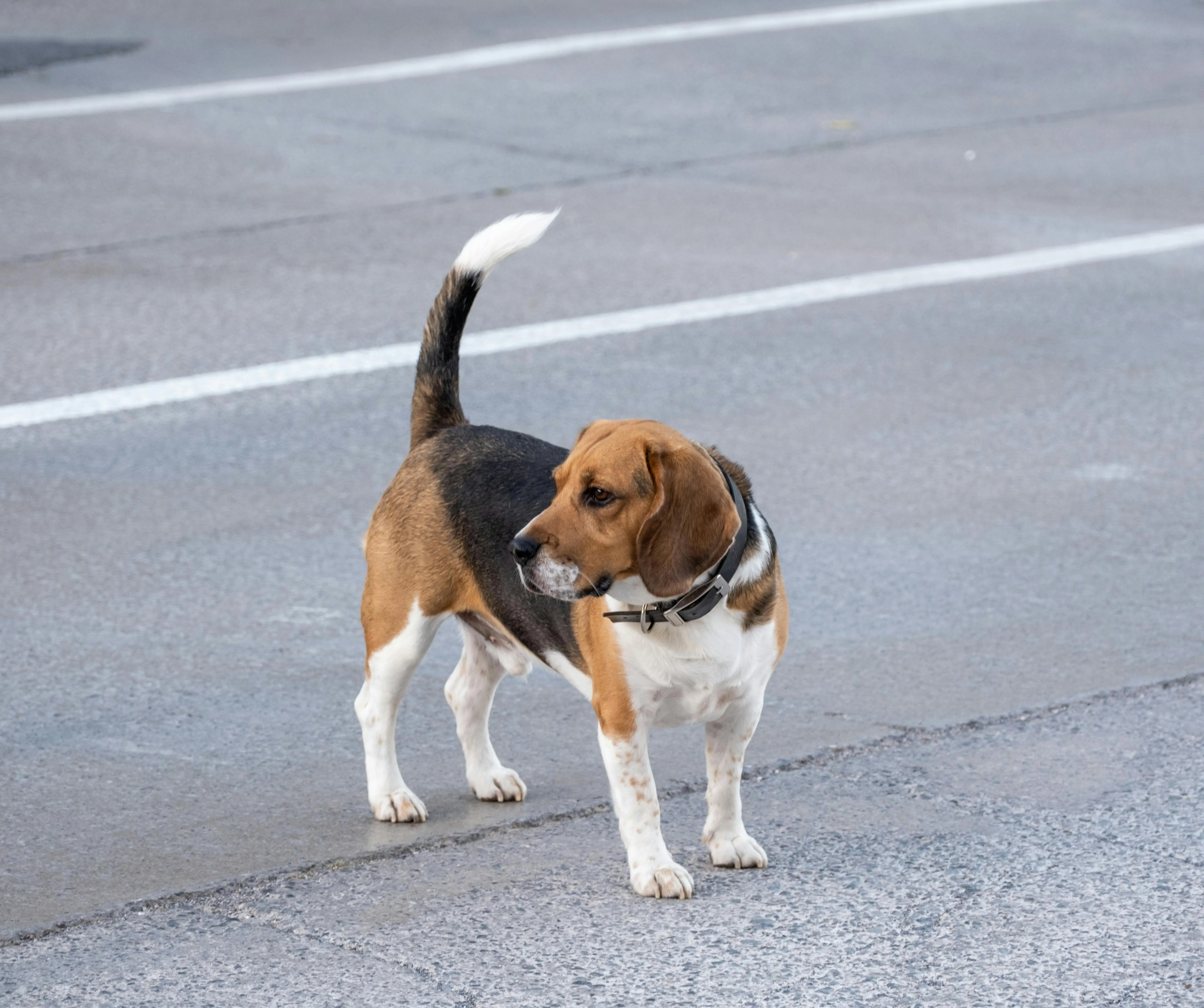 The Adorable World of Brown and White Basset Hound Puppies