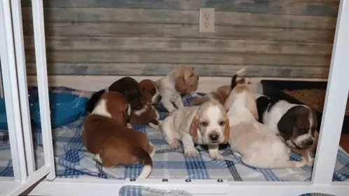 House Training a Basset Hound Puppy