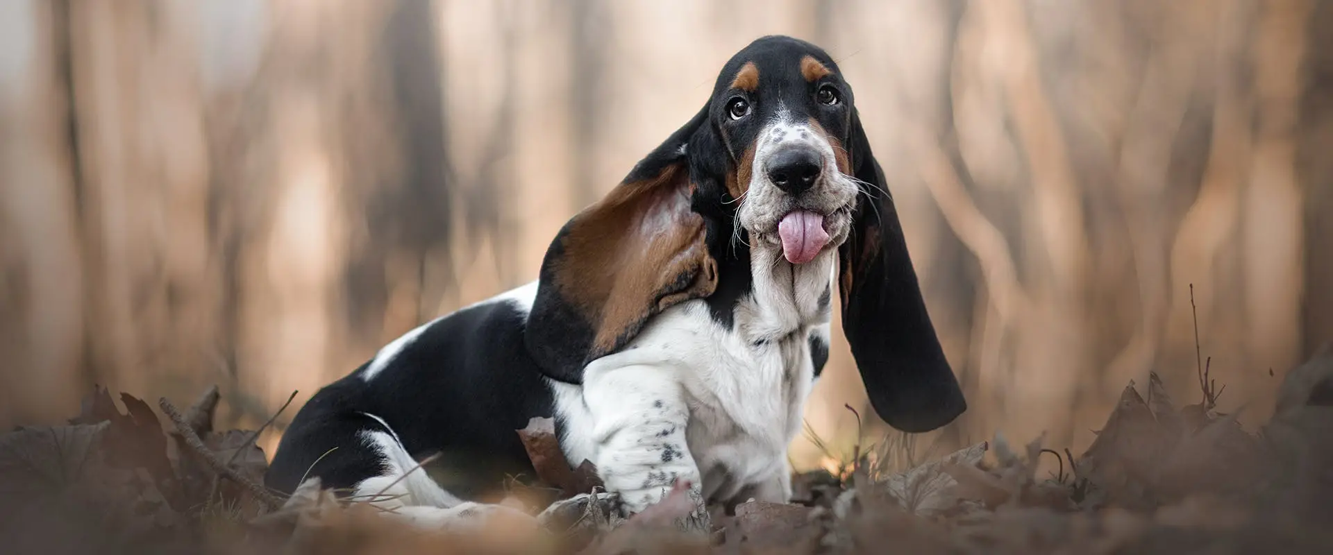 House Training a Basset Hound Puppy