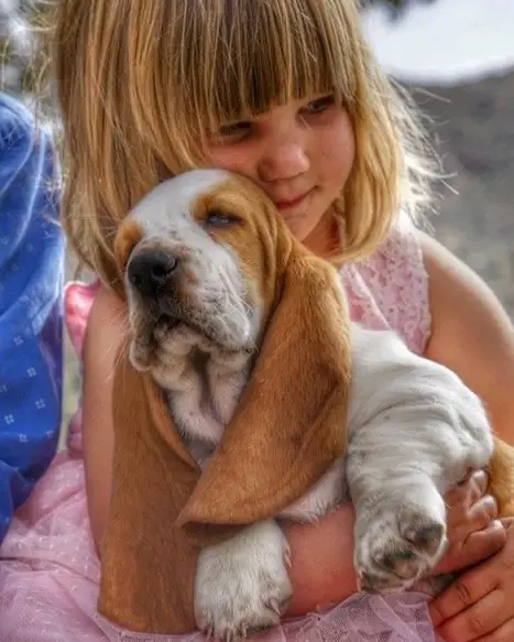 Potty Training a Basset Hound Puppy