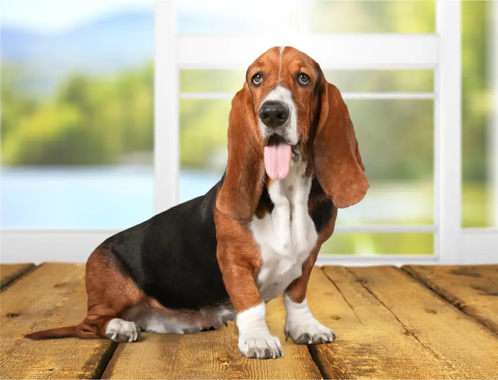 Potty Training a Basset Hound Puppy