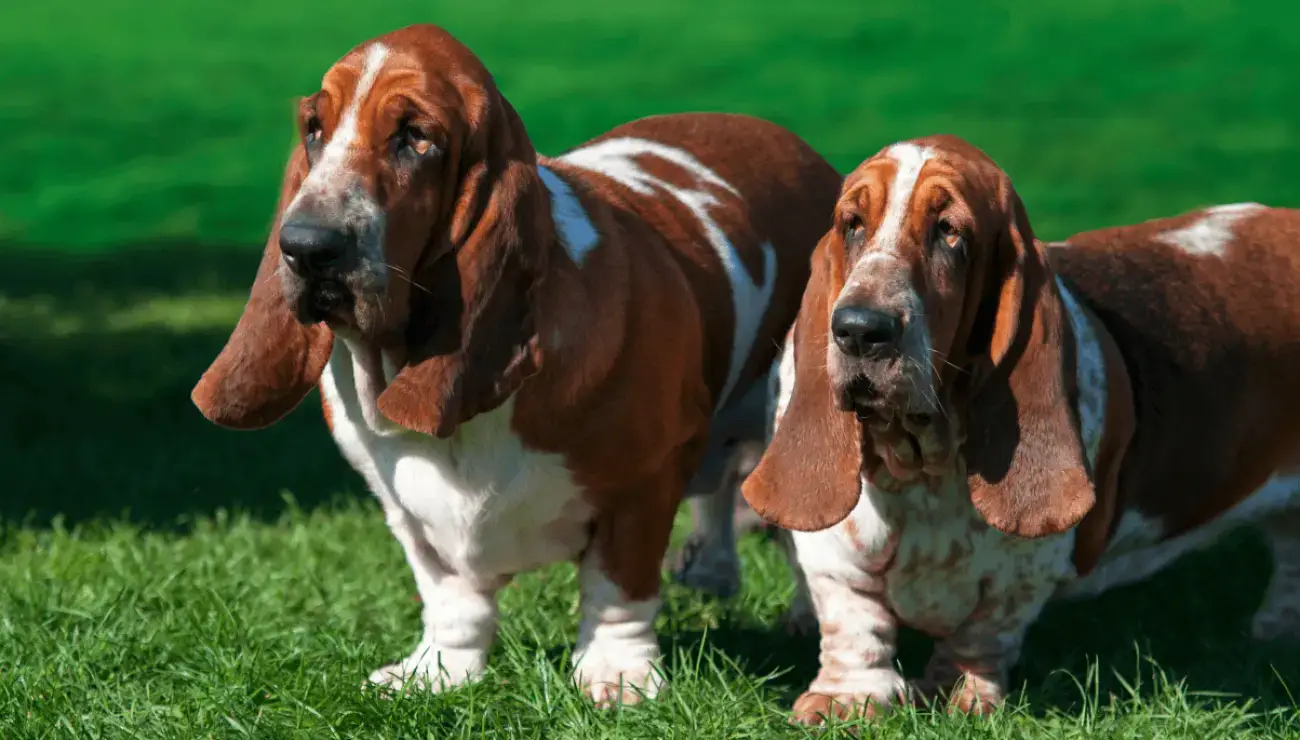 Potty Training a Basset Hound Puppy