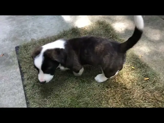 Potty Training a Basset Hound Puppy