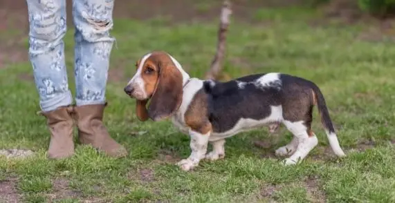 Potty Training a Basset Hound Puppy