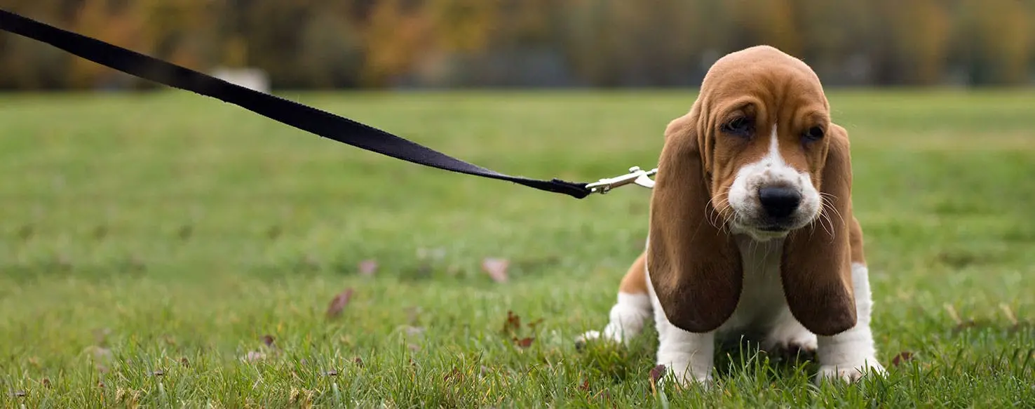 Potty Training a Basset Hound Puppy