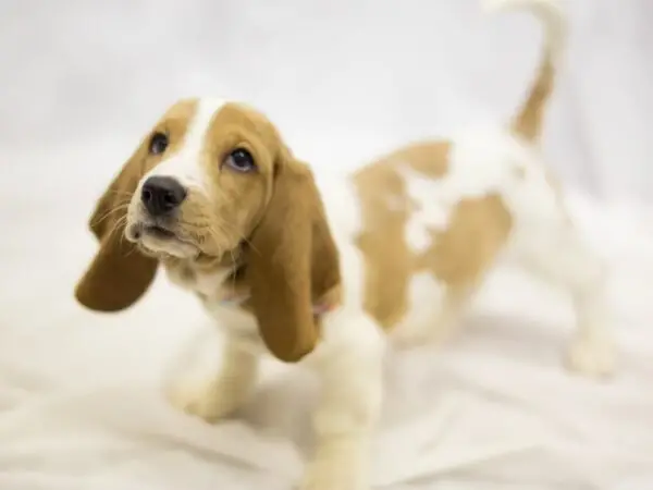 House Training a Basset Hound Puppy