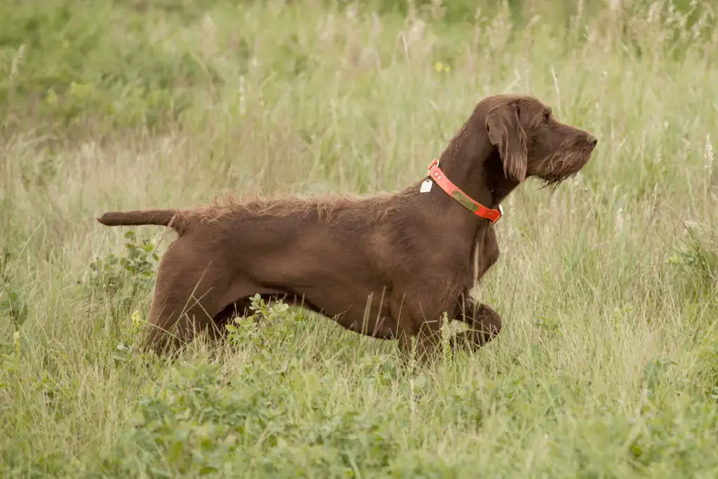 Hunting Dog Breeds That Don