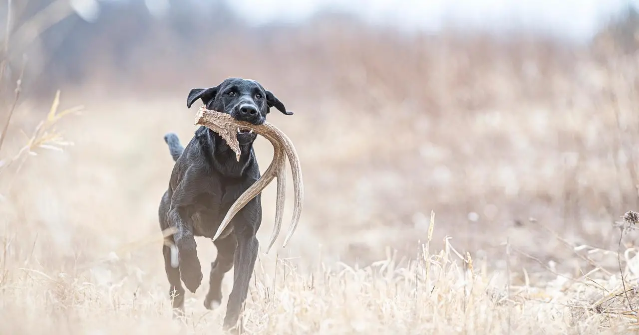 Hunting Dog Breeds That Don
