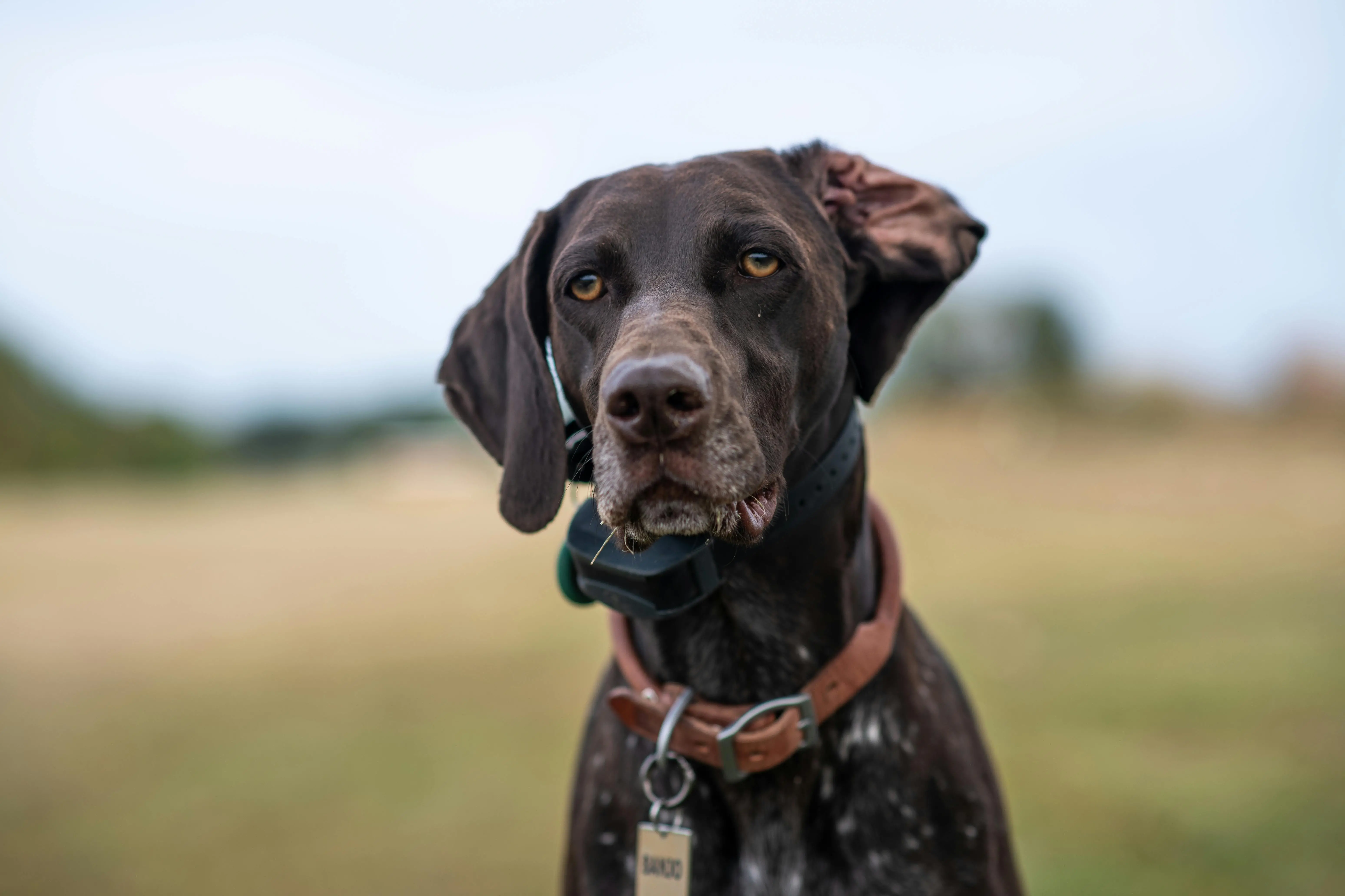 Hunting Dog Breeds That Don