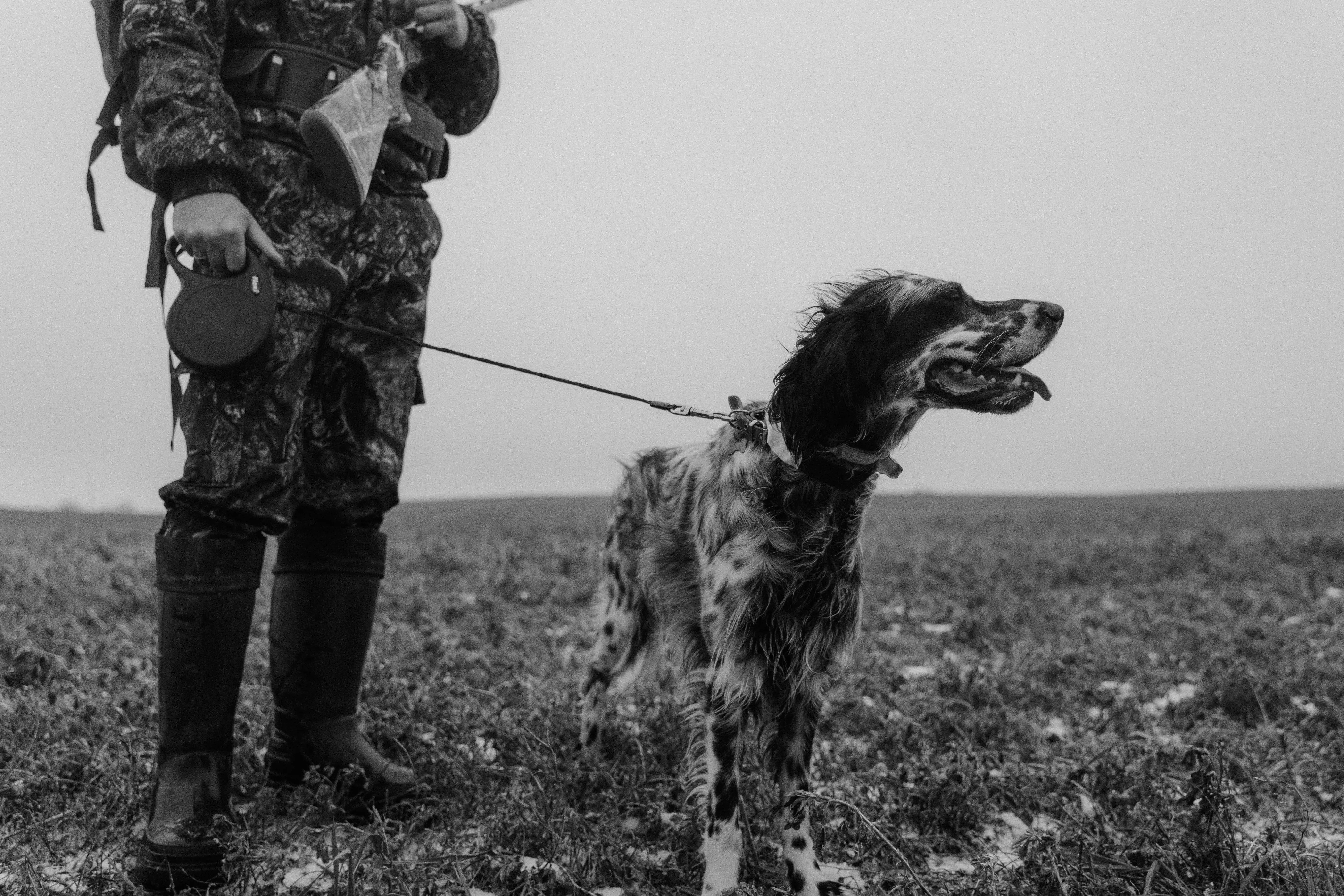 Hunting Dog Breeds That Don
