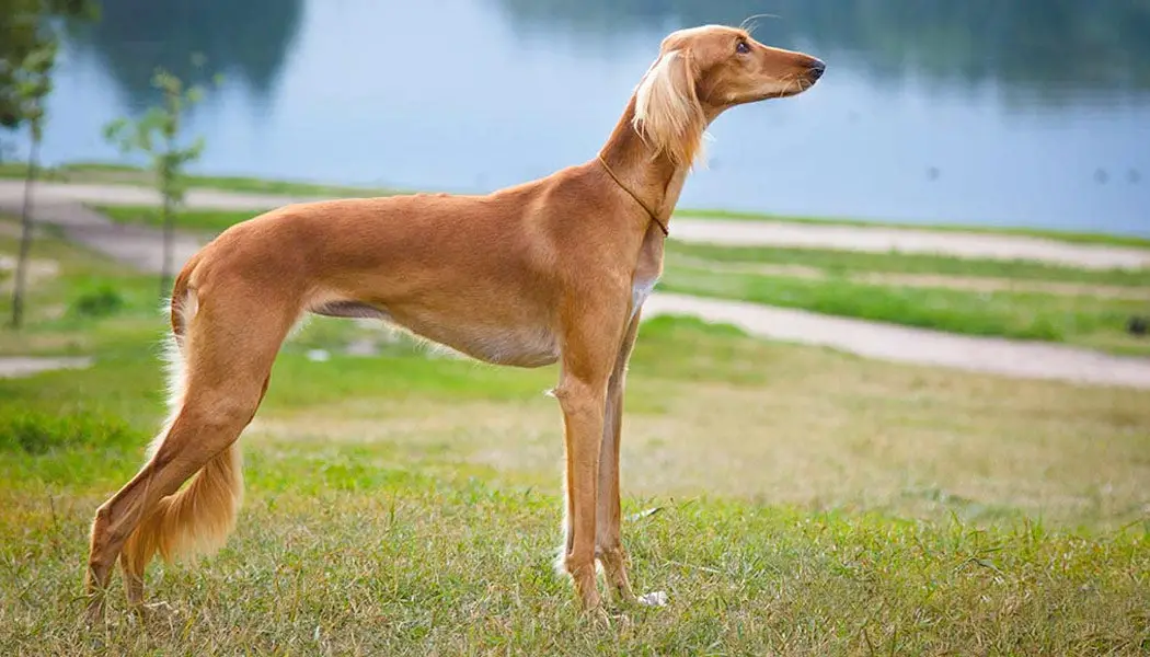 Good Hunting Dogs That Don