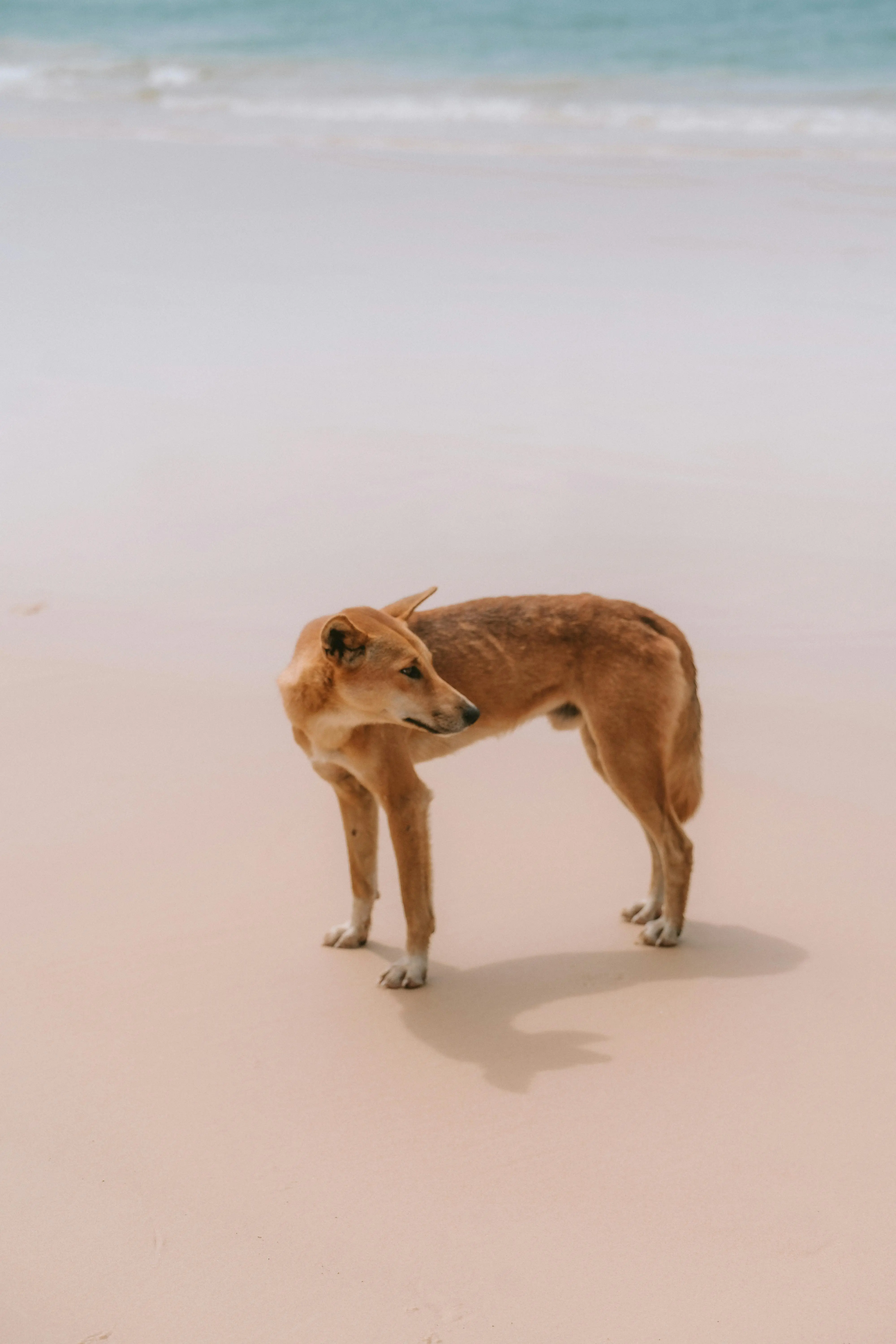 Good Hunting Dogs That Don