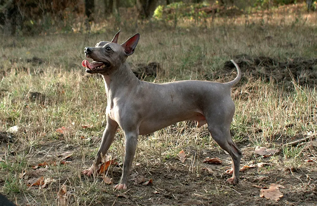 Hypoallergenic Hunting Dogs That Don’t Shed
