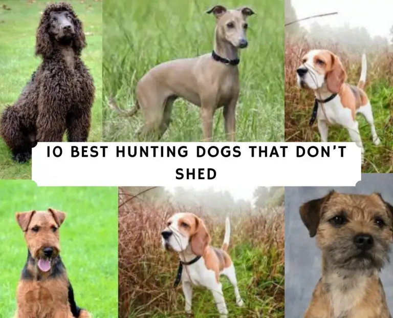 Hypoallergenic Hunting Dogs That Don’t Shed