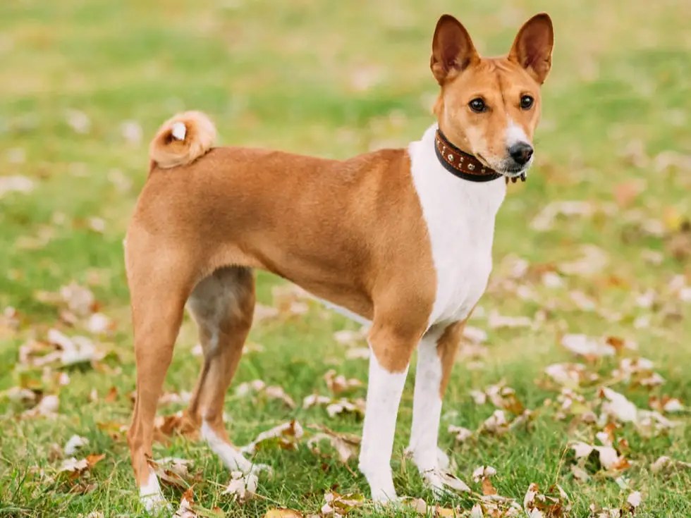 Hunting Dogs That Don’t Shed Hair