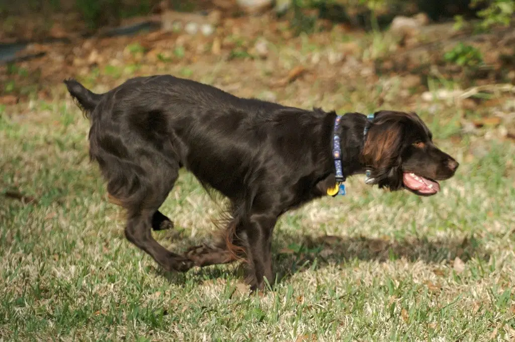 Hunting Dogs That Don’t Shed Hair