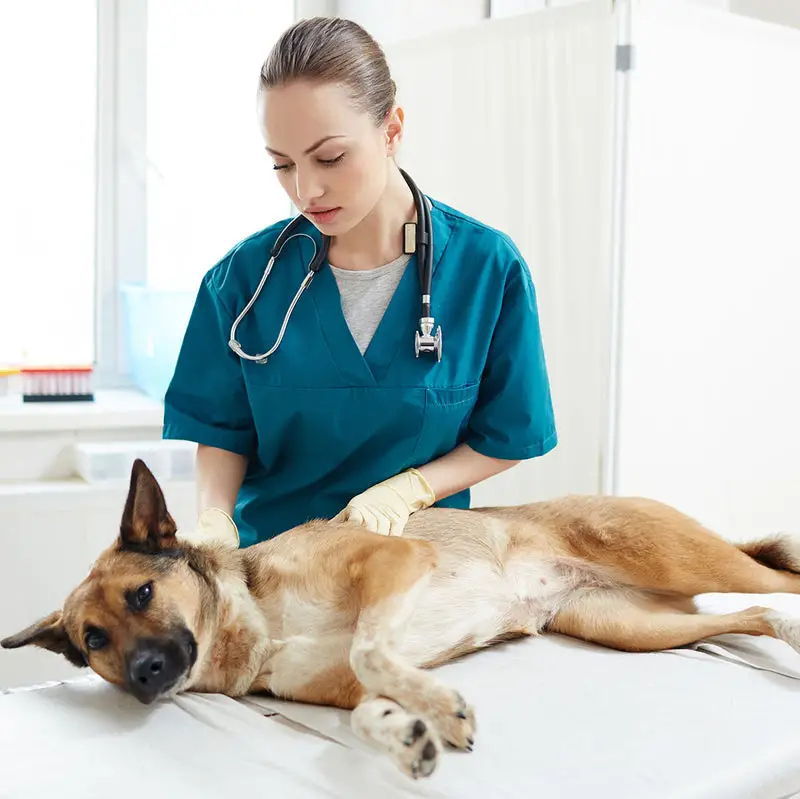 Symptoms of Liver Problems in Dogs: Signs, Causes, and Treatment Options