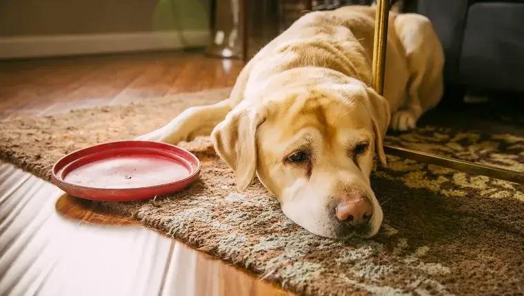 Unveiling the Silent Cries Recognizing Liver Problems in Dogs