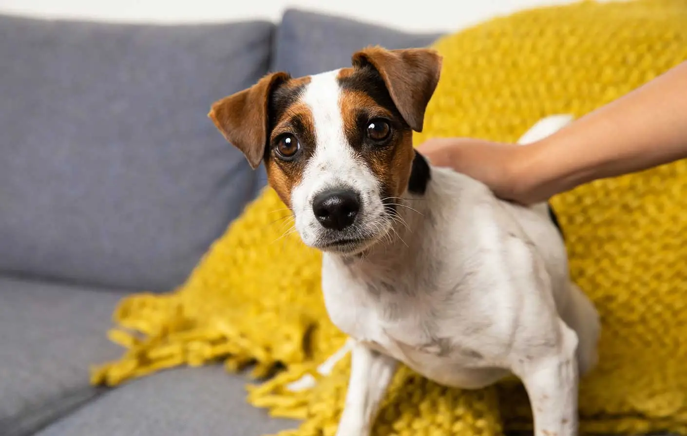 Unveiling the Silent Cries Recognizing Liver Problems in Dogs