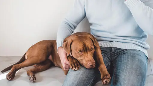 Unveiling the Silent Cries Recognizing Liver Problems in Dogs