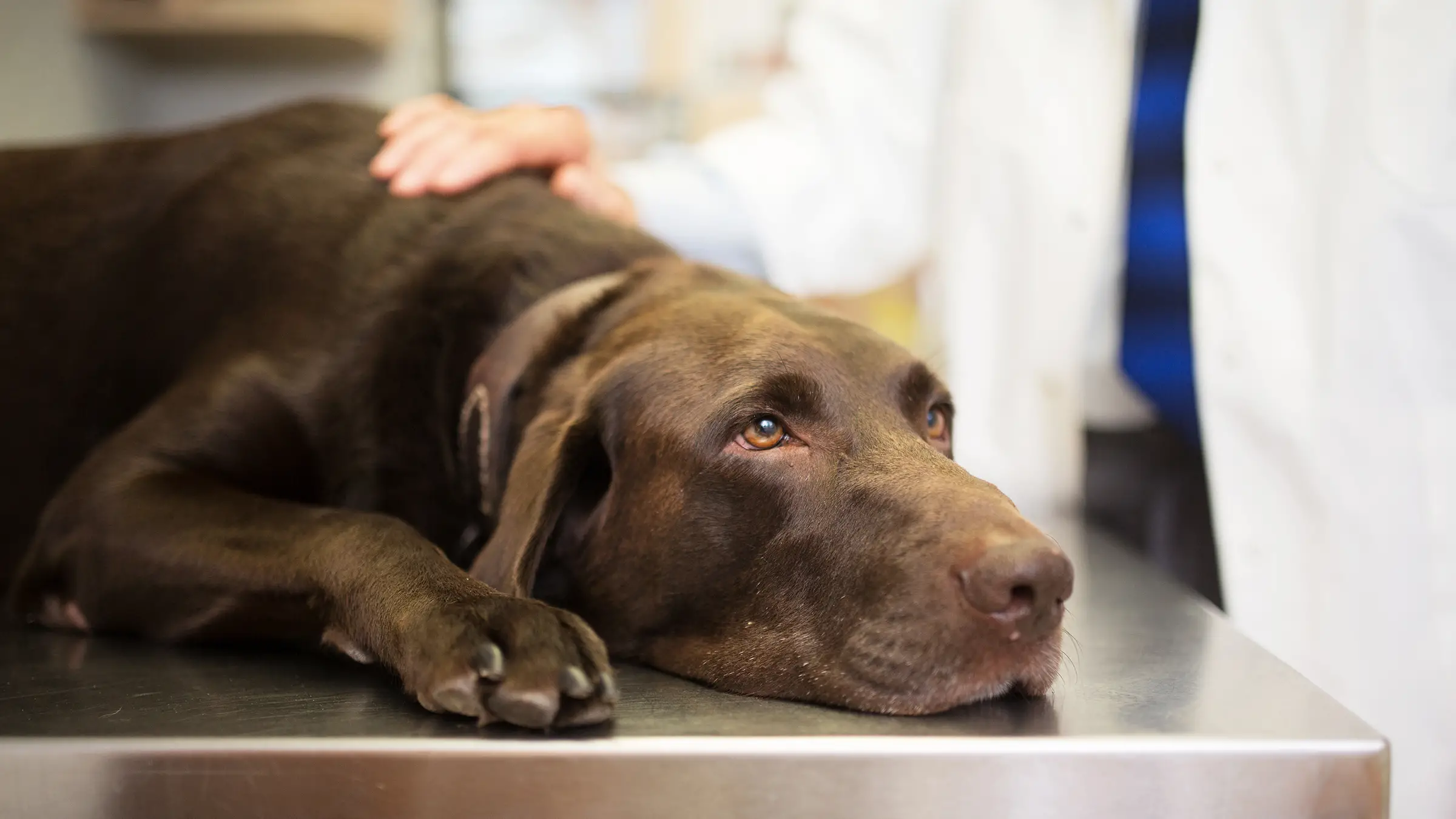 Symptoms of Liver Problems in Dogs: Signs, Causes, and Treatment Options
