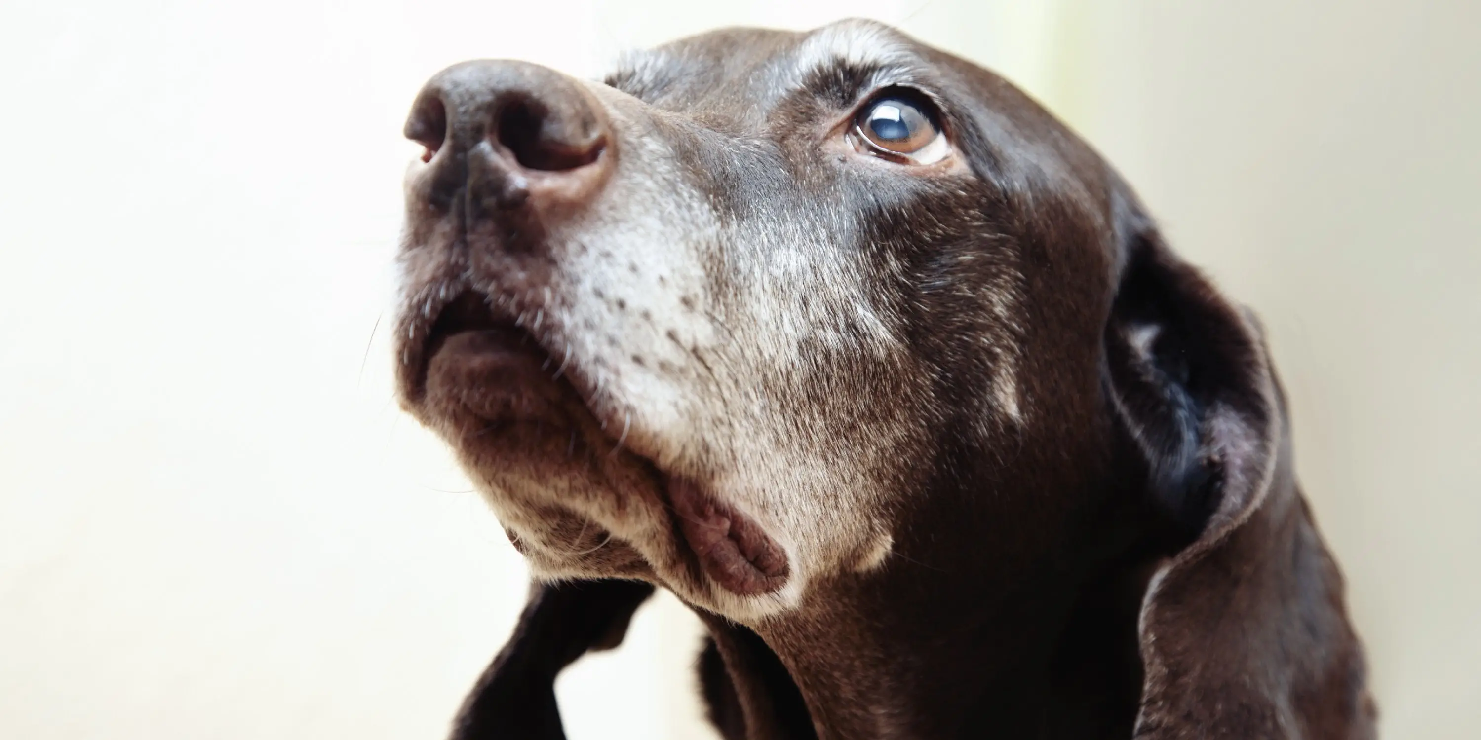 Symptoms of Liver Problems in Dogs: Signs, Causes, and Treatment Options