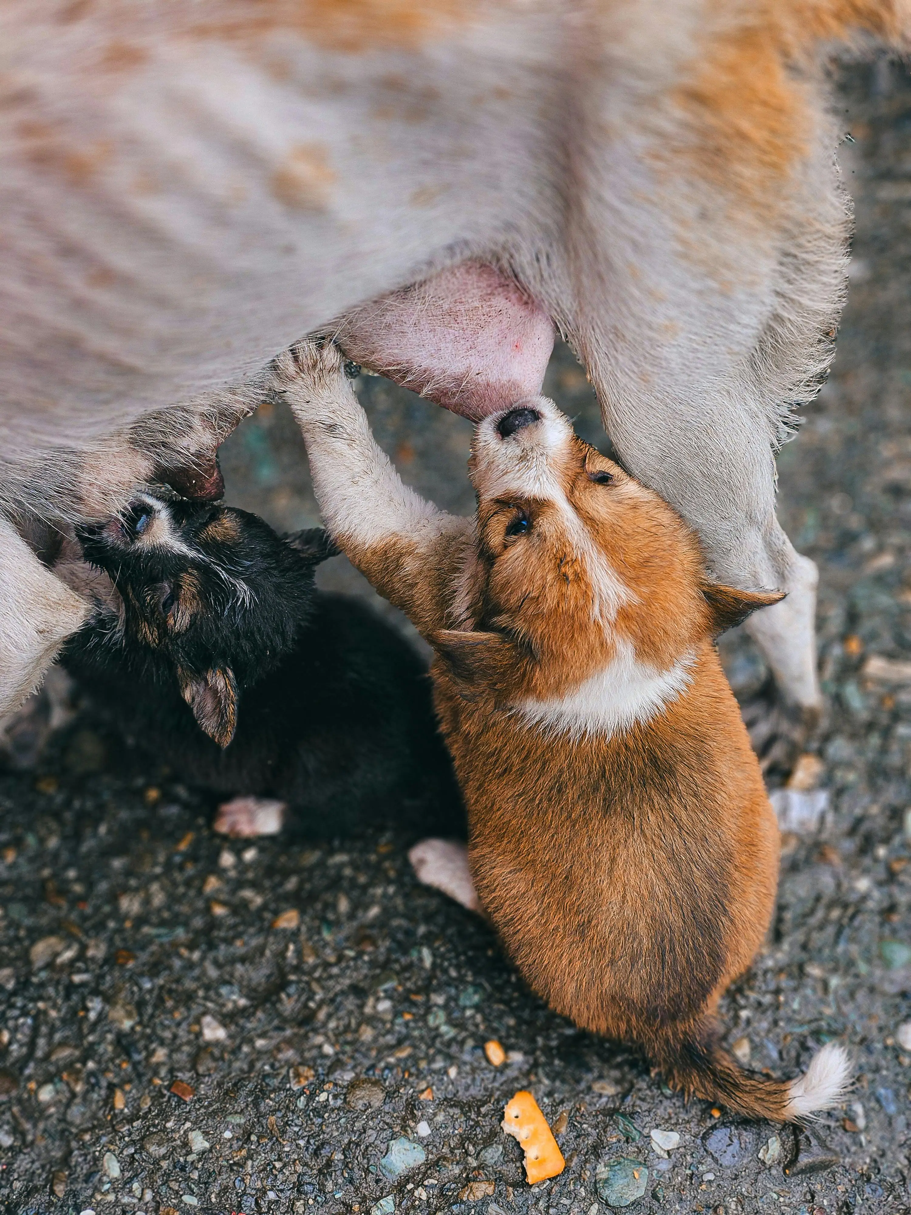 Unveiling the Silent Cries Recognizing Liver Problems in Dogs