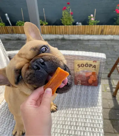 Sweet Potatoes Unveiling the Nutritional Treasure Trove for Canine Companions