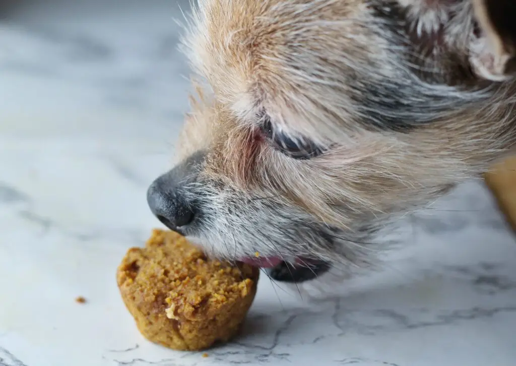 Sweet Potatoes Unveiling the Nutritional Treasure Trove for Canine Companions