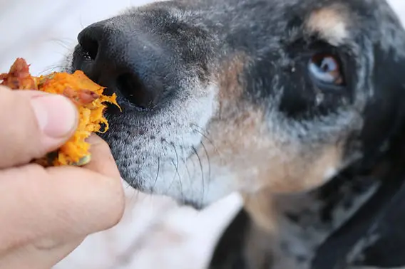 Sweet Potatoes Unveiling the Nutritional Treasure Trove for Canine Companions