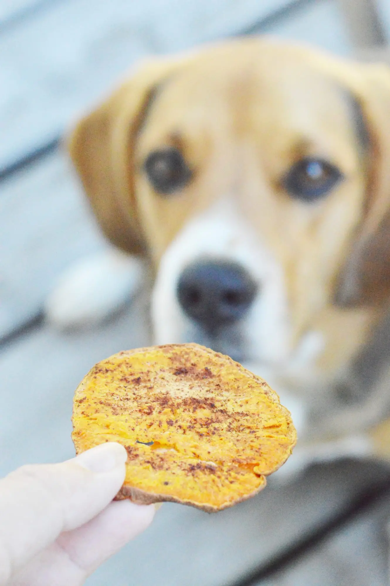 Sweet Potatoes Unveiling the Nutritional Treasure Trove for Canine Companions