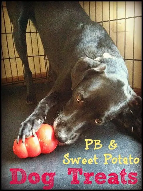 Sweet Potatoes Unveiling the Nutritional Treasure Trove for Canine Companions