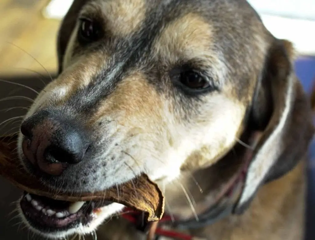 Sweet Potatoes Unveiling the Nutritional Treasure Trove for Canine Companions