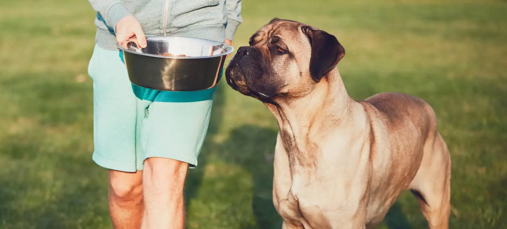 Unlocking a Healthier Future The Best Dog Food for Weight Loss and a Holistic Approach to Canine Wellness